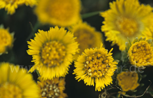 Huflattich (Tussilago farfara)