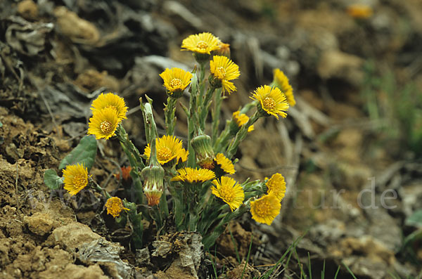 Huflattich (Tussilago farfara)