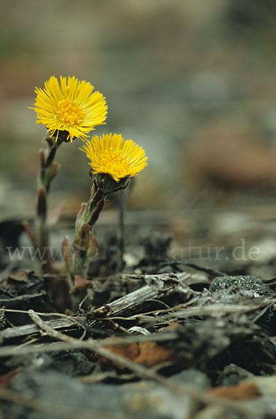 Huflattich (Tussilago farfara)