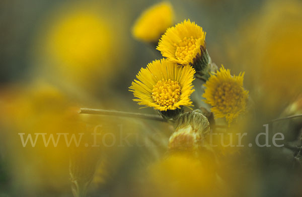 Huflattich (Tussilago farfara)