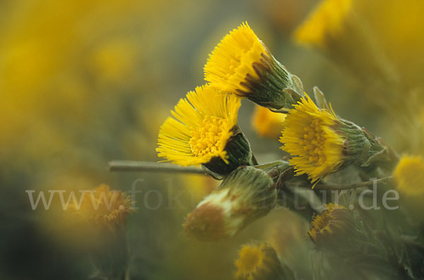 Huflattich (Tussilago farfara)