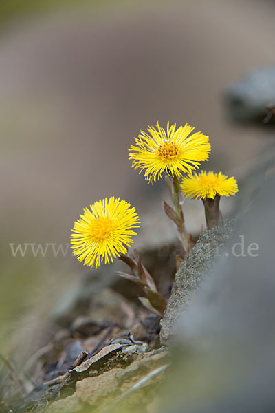 Huflattich (Tussilago farfara)