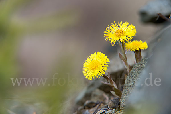 Huflattich (Tussilago farfara)