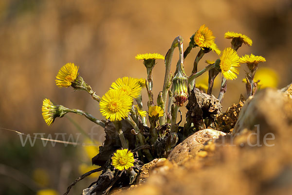 Huflattich (Tussilago farfara)