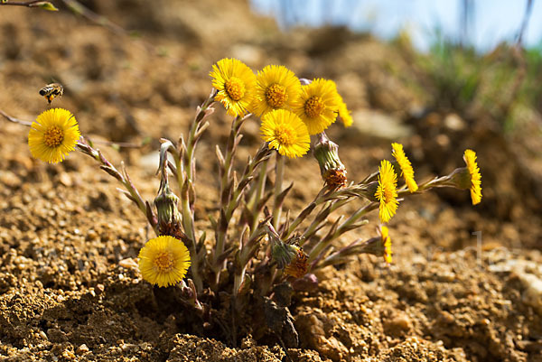 Huflattich (Tussilago farfara)