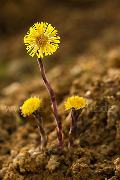 Huflattich (Tussilago farfara)