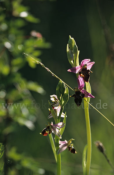 Hummel-Ragwurz x Schnepfen-Ragwurz sspec. (Ophrys holoserica x Ophrys scolopax cornuta)