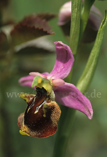 Hummel-Ragwurz x Spinnen-Ragwurz (Ophrys holoserica x Ophrys sphegodes)