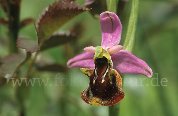Hummel-Ragwurz x Spinnen-Ragwurz (Ophrys holoserica x Ophrys sphegodes)