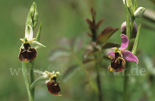 Hummel-Ragwurz x Spinnen-Ragwurz (Ophrys holoserica x Ophrys sphegodes)