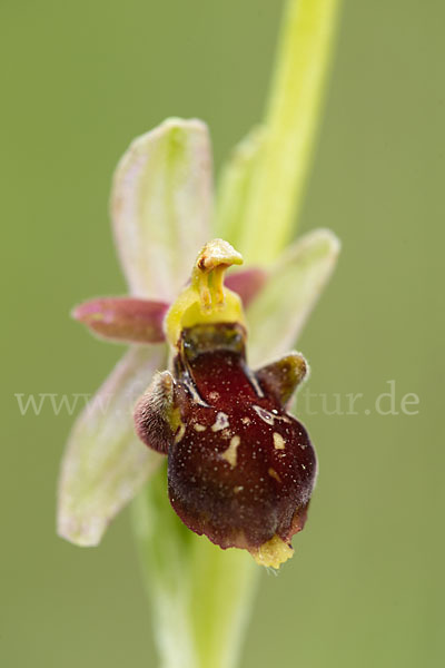 Hummel-Ragwurz x Spinnen-Ragwurz (Ophrys holoserica x Ophrys sphegodes)