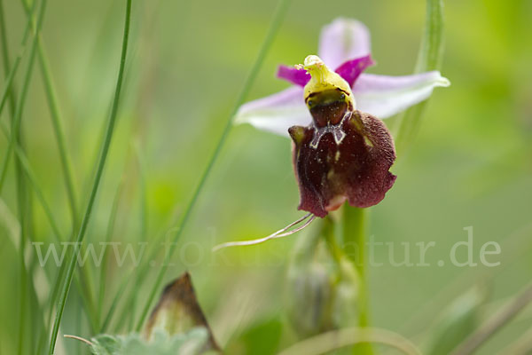 Hummel-Ragwurz x Spinnen-Ragwurz (Ophrys holoserica x Ophrys sphegodes)