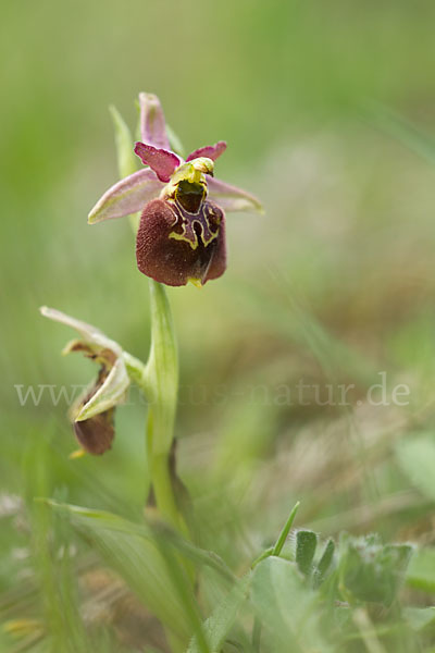 Hummel-Ragwurz x Spinnen-Ragwurz (Ophrys holoserica x Ophrys sphegodes)