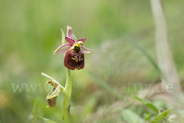 Hummel-Ragwurz x Spinnen-Ragwurz (Ophrys holoserica x Ophrys sphegodes)