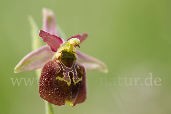 Hummel-Ragwurz x Spinnen-Ragwurz (Ophrys holoserica x Ophrys sphegodes)