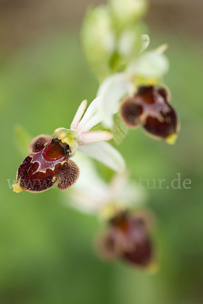 Hummel-Ragwurz x Spinnen-Ragwurz x Fliegen-Ragwurz (Ophrys holoserica x Ophrys sphegodes x Ophrys insectifera)