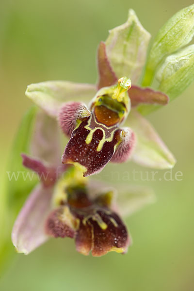 Hummel-Ragwurz x Spinnen-Ragwurz x Fliegen-Ragwurz (Ophrys holoserica x Ophrys sphegodes x Ophrys insectifera)