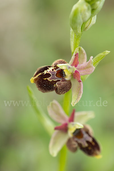 Hummel-Ragwurz x Spinnen-Ragwurz x Fliegen-Ragwurz (Ophrys holoserica x Ophrys sphegodes x Ophrys insectifera)