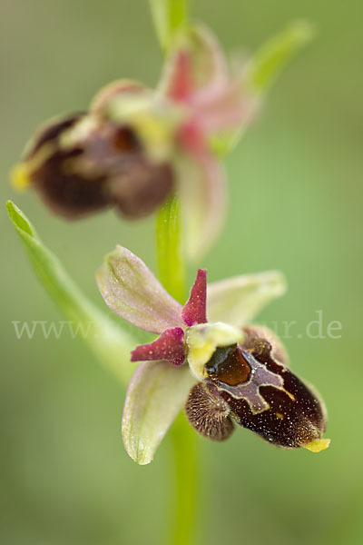 Hummel-Ragwurz x Spinnen-Ragwurz x Fliegen-Ragwurz (Ophrys holoserica x Ophrys sphegodes x Ophrys insectifera)