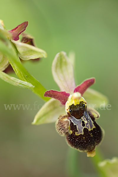 Hummel-Ragwurz x Spinnen-Ragwurz x Fliegen-Ragwurz (Ophrys holoserica x Ophrys sphegodes x Ophrys insectifera)