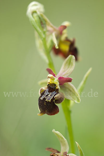 Hummel-Ragwurz x Spinnen-Ragwurz x Fliegen-Ragwurz (Ophrys holoserica x Ophrys sphegodes x Ophrys insectifera)