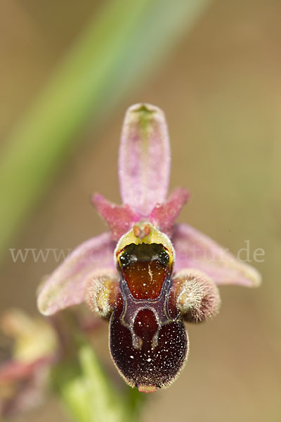 Hummel-Ragwurz x Spinnen-Ragwurz x Fliegen-Ragwurz (Ophrys holoserica x Ophrys sphegodes x Ophrys insectifera)