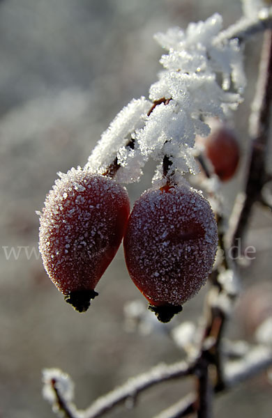 Hunds-Rose (Rosa canina)