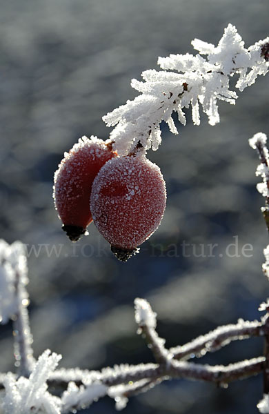 Hunds-Rose (Rosa canina)