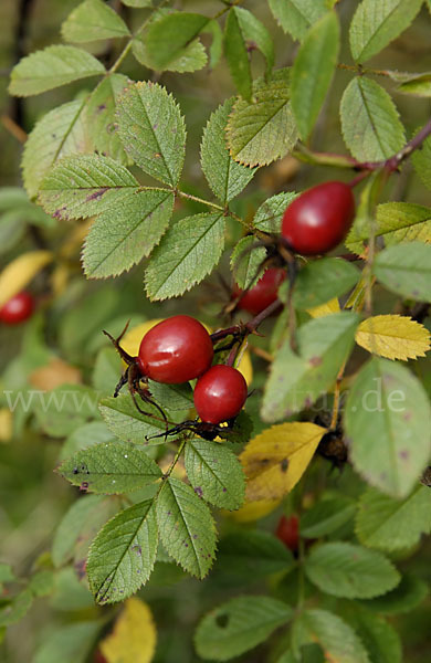 Hunds-Rose (Rosa canina)