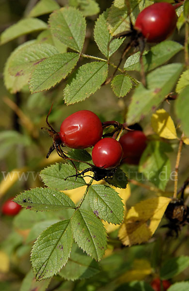 Hunds-Rose (Rosa canina)