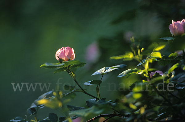 Hunds-Rose (Rosa canina)