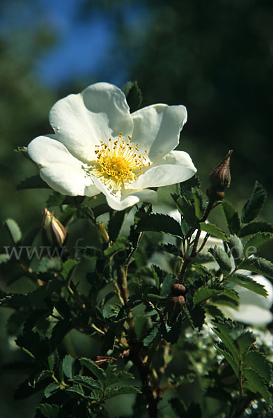 Hunds-Rose (Rosa canina)