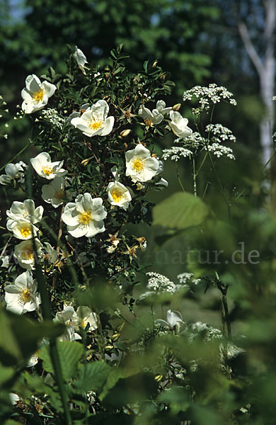 Hunds-Rose (Rosa canina)