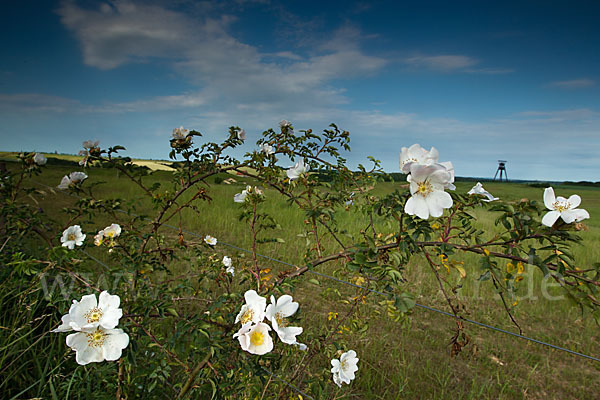 Hunds-Rose (Rosa canina)