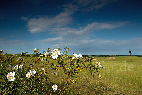 Hunds-Rose (Rosa canina)