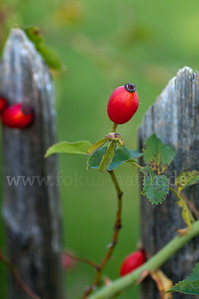 Hunds-Rose (Rosa canina)