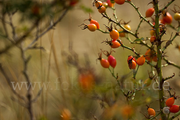 Hunds-Rose (Rosa canina)