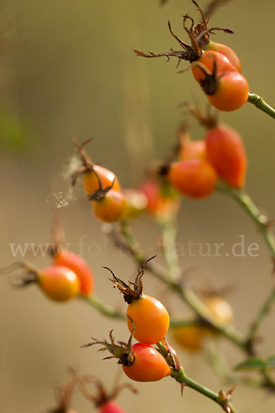 Hunds-Rose (Rosa canina)