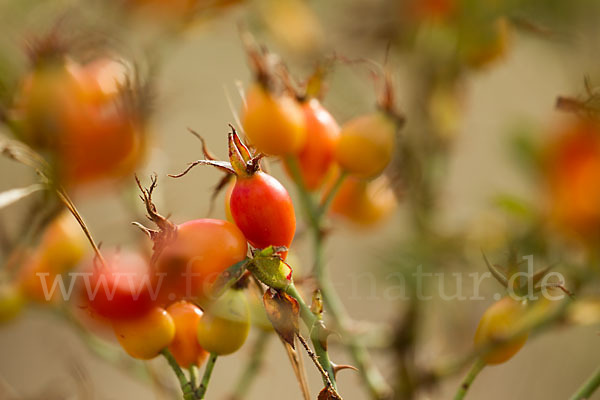 Hunds-Rose (Rosa canina)