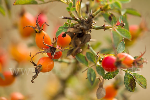 Hunds-Rose (Rosa canina)