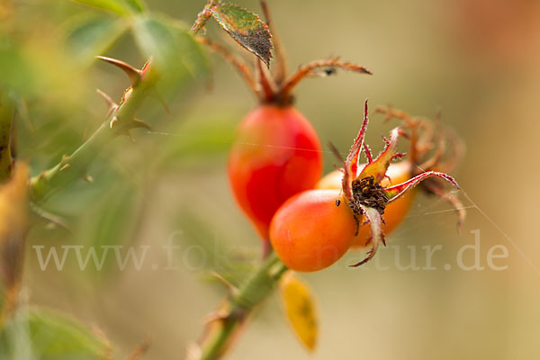 Hunds-Rose (Rosa canina)