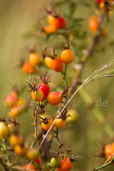 Hunds-Rose (Rosa canina)