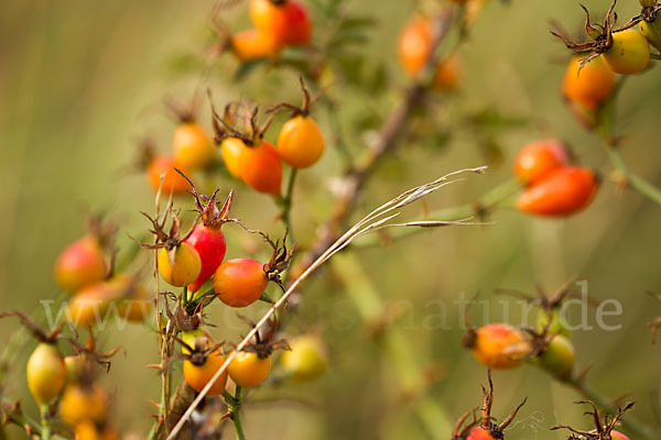 Hunds-Rose (Rosa canina)