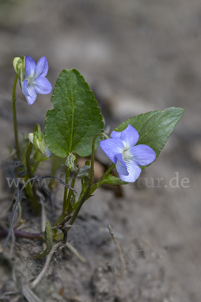 Hunds-Veilchen (Viola canina)