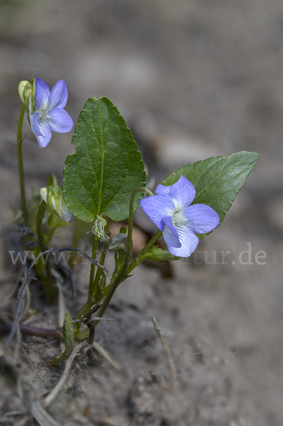 Hunds-Veilchen (Viola canina)