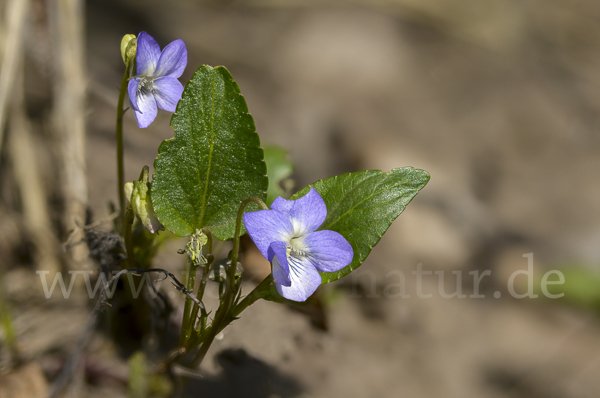 Hunds-Veilchen (Viola canina)