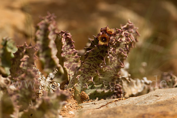 Hundsgiftgewächs spec. (Piaranthus spec.)