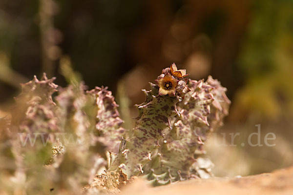 Hundsgiftgewächs spec. (Piaranthus spec.)