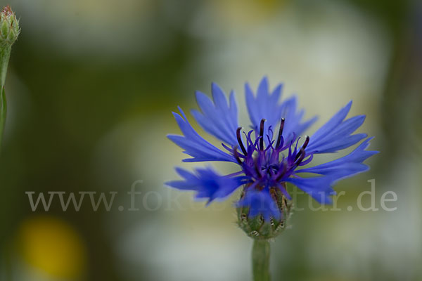 Hundskamille (Anthemis spec.)