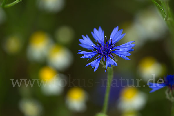 Hundskamille (Anthemis spec.)